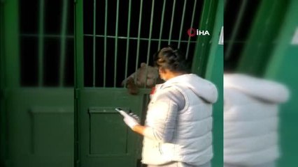 Yalova'da ailesini kaybeden yavru ayı, emin ellerde