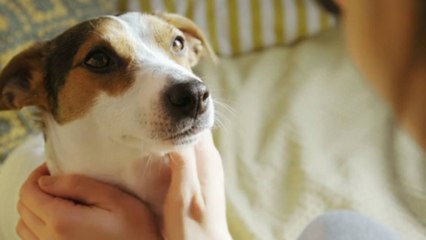 10 Reasons Rescue Dogs Make the Best Pets