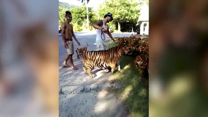 Kaplanı sinirli köpeğin elinden zor aldılar!