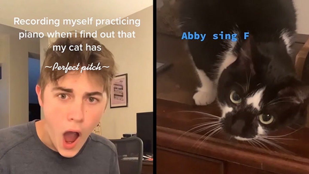 BEHOLD! The Cat With Perfect Pitch!