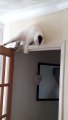 Cat Waiting on Top of Door for Ambush Discovers Gravity