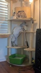 Cat is Unsure About Baby Goat Climbing into Cat Tower
