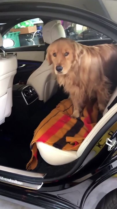 Golden Retriever Demands More Car Rides