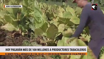 5Este sábado 1 de mayo pagarán más de 100 millones a productores tabacaleros