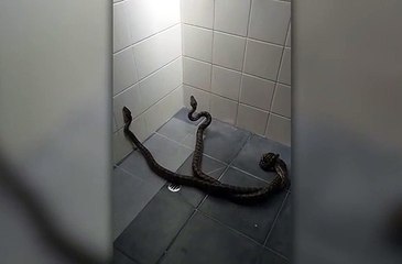 Cesur kadın süpürgeyle iki pitona kafa tuttu!