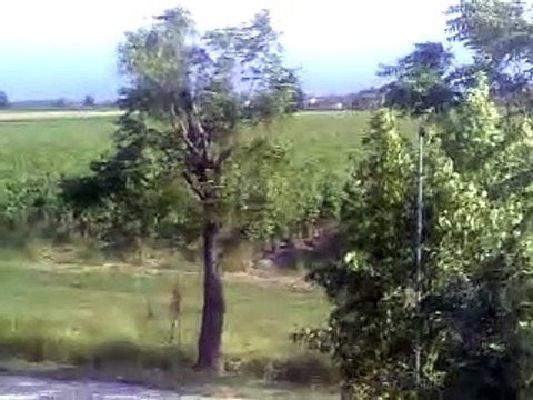 ☀°⏳^€Migliarina di Carpi di Modena (EMILIA ROMAGNA ITALY)♲ {Fab1O ParrineLLO born in CARPI di Modena EMILIA ROMAGNA ITALY }03062056202