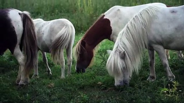 4 HORSES NICE HAIR COLOURS & SHADES