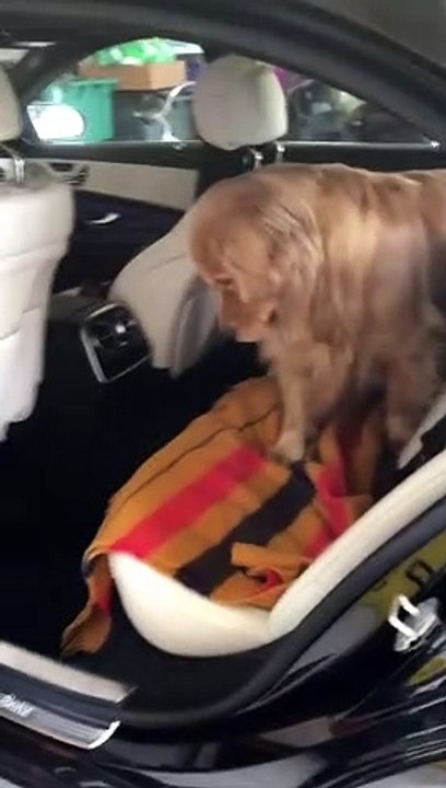 Golden Retriever Demands More Car Rides