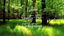 Beautiful Nature Stock Footage Royalty-Free 2021