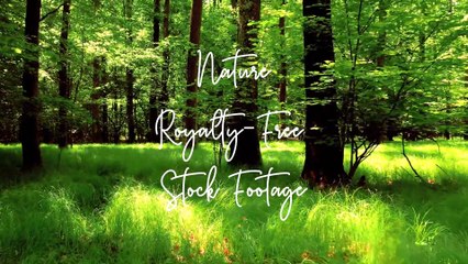 Beautiful Nature Stock Footage Royalty-Free 2021