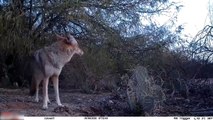 Trail Camera Captures Wild Animals And Birds At Desert Backyard