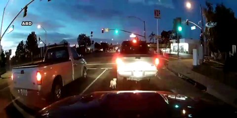 Otomobilin altında kalan köpeğin inanılmaz kurtuluşu