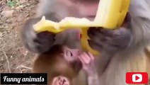 _funny_animals _pets  شاهد اكل القرد للموز مضحك جد-(