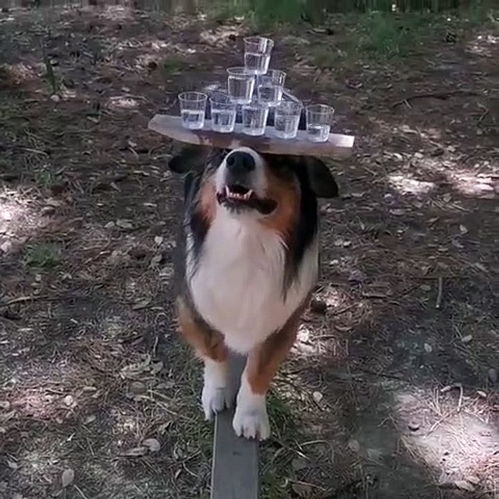 Dogs-Awesome Funny Pet Animals