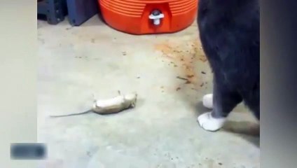 Kediden kurtulmak için ölü taklidi yapan fare