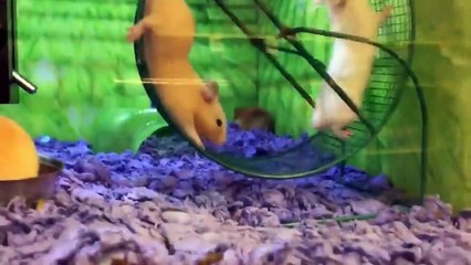 Try Not To Laugh Animals Funny Pet Fails Compilation  2018 | Epic Pet Videos & Moments