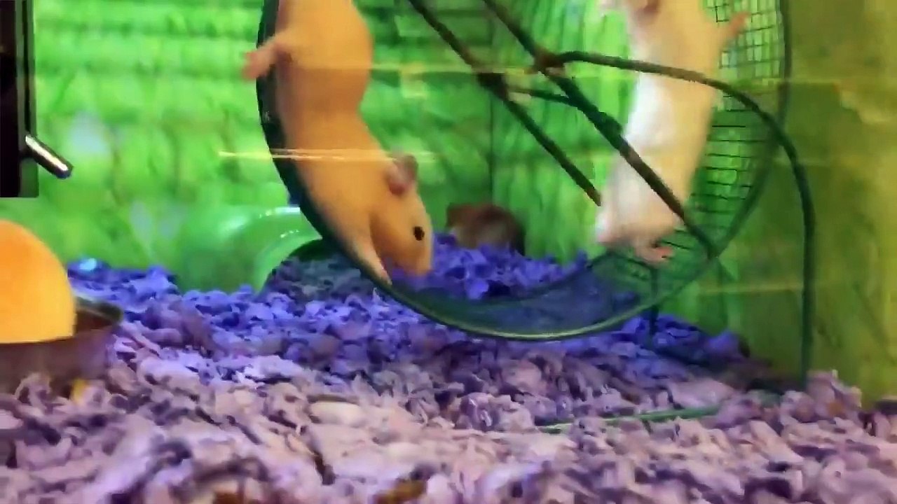 Try Not To Laugh Animals Funny Pet Fails Compilation  2018 | Epic Pet Videos & Moments