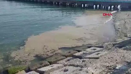 TEKİRDAĞ DENİZ SALYASI TEKİRDAĞ'DA YENİDEN ORTAYA ÇIKTI