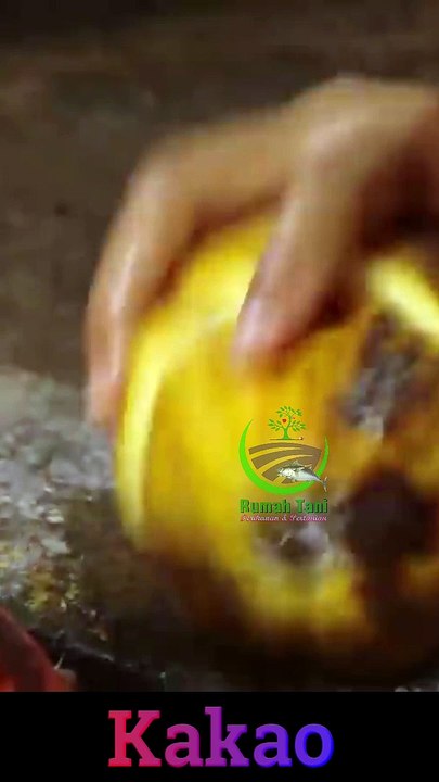 Buah Kakao