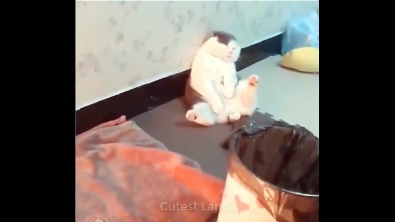 Cute And Funny Pets   Try Not To Laugh To These Pets Compilation