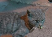 Son dakika haberi | Gaziosmanpaşa'da kedilere zehir verilerek öldürüldüğü iddiası