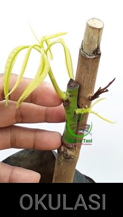 Hasil Okulasi Tanaman Mangga