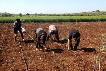 İşçi bayramında tarım işçileri sahada çalışıyor