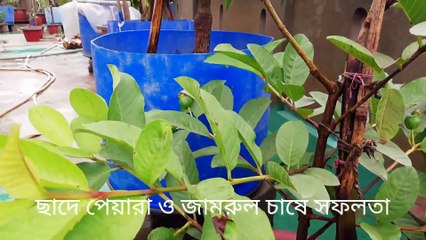 টবে বারোমাসি থাই পেয়ারা চাষ _ Thai Guava Cultivation _ পেয়ারা ও জামরুল চাষ