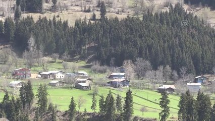 "Sakin şehir" Şavşat'ta ilkbaharla birlikte tabiat canlandı