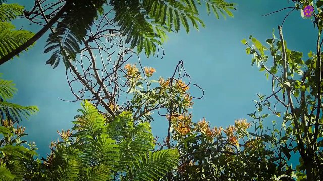 15 Minute Natural Healing Music | Stress-Relief | Instrumental | Relaxation | Anxiety-Relief | Sleep | Study | Joyful | Anti-Depression | Serene | Peaceful | Be in Present Moment