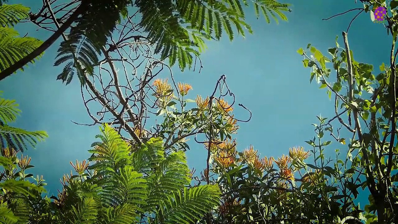 15 Minute Natural Healing Music | Stress-Relief | Instrumental | Relaxation | Anxiety-Relief | Sleep | Study | Joyful | Anti-Depression | Serene | Peaceful | Be in Present Moment