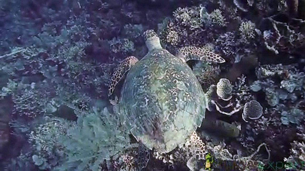 What do sea turtle eat?