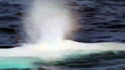 Nadir görülen beyaz balina görüntülendi