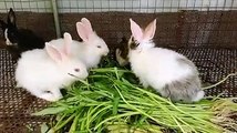 Rabbits  || Cute Rabbits Eating || So Many Rabbits Eating Together || Rabbits Videos