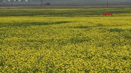 YÜKSEKOVA'DA BAHAR GÜZELLİĞİ