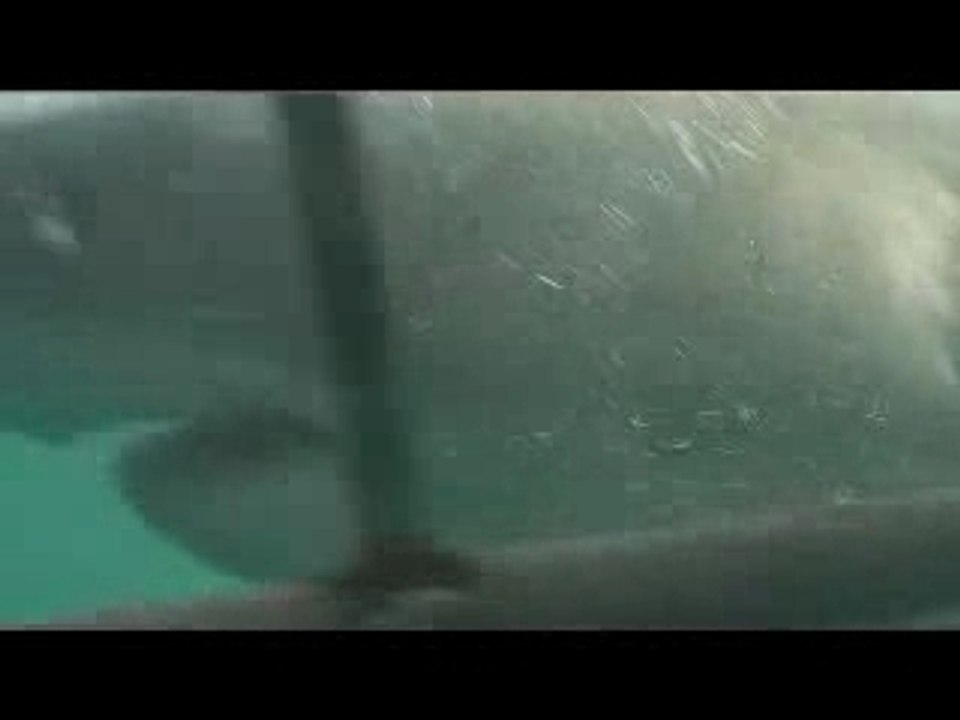 requin blanc qui attaque