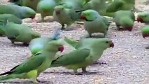 Feeding thousands of wild parrots every day