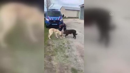 KASTAMONU - "Tam kapanma"da ekipler sokak hayvanlarını besledi