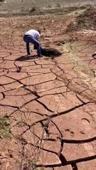 Siirt'te bataklığa saplanan keçi arıcı tarafından kurtarıldı