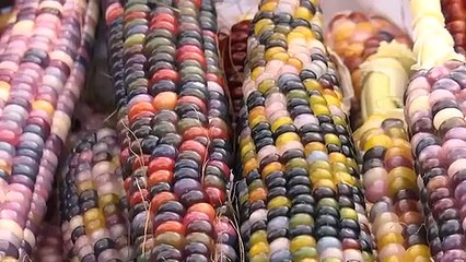 Bu mısırlar görenleri hayrete düşüyor!