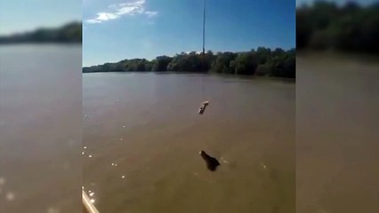 Timsahtan ilginç hareket!