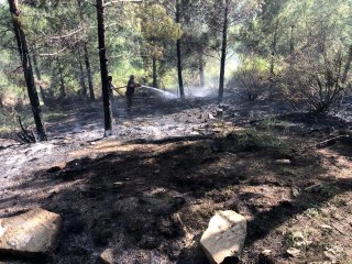 Erken müdahale orman yangının büyümesini engelledi