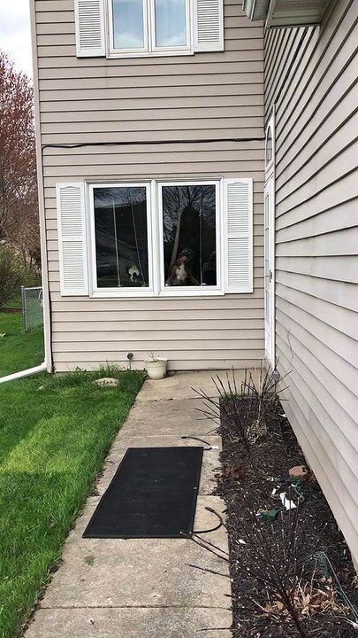 Boxer Licks Window For Attention
