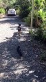 Poe the Crow Takes Doggy for a Walk
