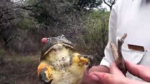 Kurbağaya parmağını kaptırdı!