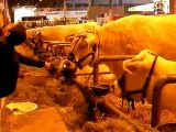 Salon de l'agriculture - 26 Févr. 2008 - Animaux