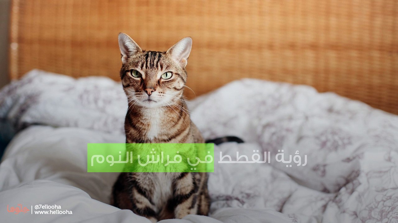 رؤية القطط في فراش النوم