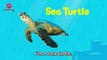 Move Like Sea Animals | Sea Animal Songs | Animal Songs | Pinkfong Songs For Children
