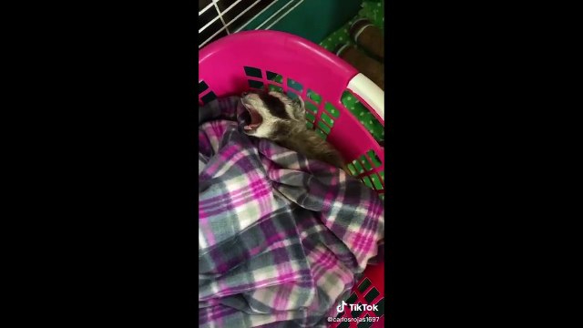 Los Mejores Tik Toks De Gatos Y Perros - Recopilación De Tik Toks De Animales #1