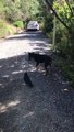 Poe the Crow Takes Doggy for a Walk
